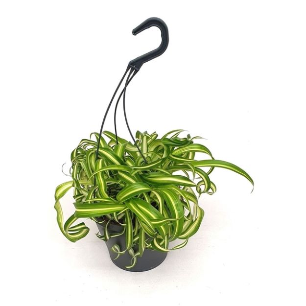 Chlorophytum comosum Bonnie 19Ø