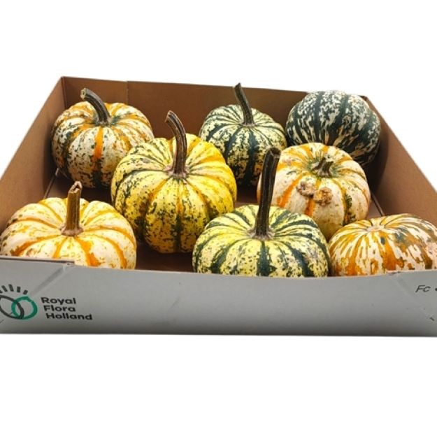 Cucurbita pepo lil p-ke-mon Ø10-1200