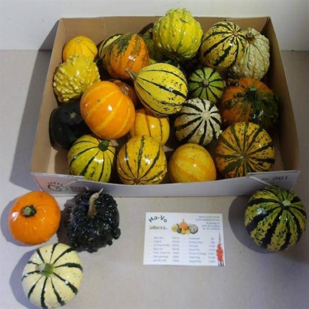 Cucurbita pepo mixed Ø9