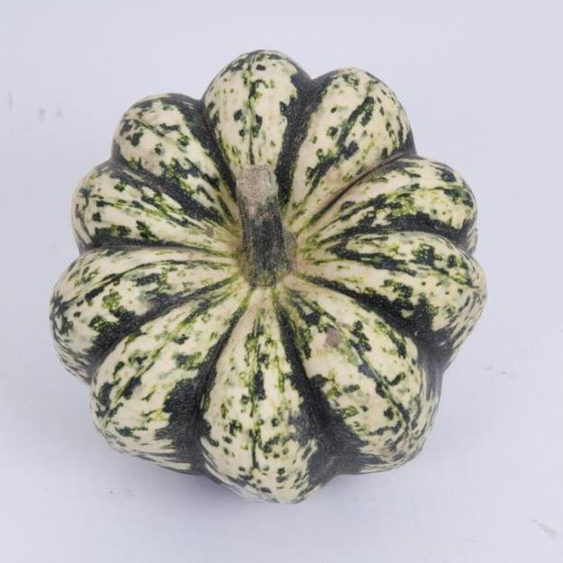 Cucurbita pepo sweet dumpling Ø1000