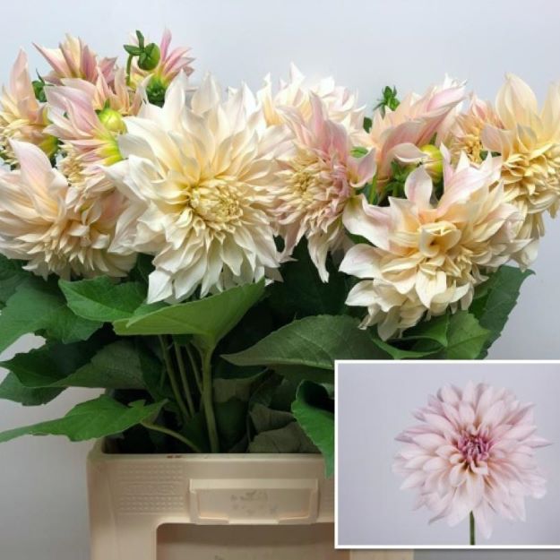 Dahlia Cafe Au Lait 60cm2200