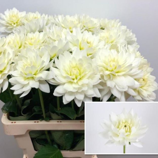 Dahlia Karma M. Zwaan 60cm 60cm00