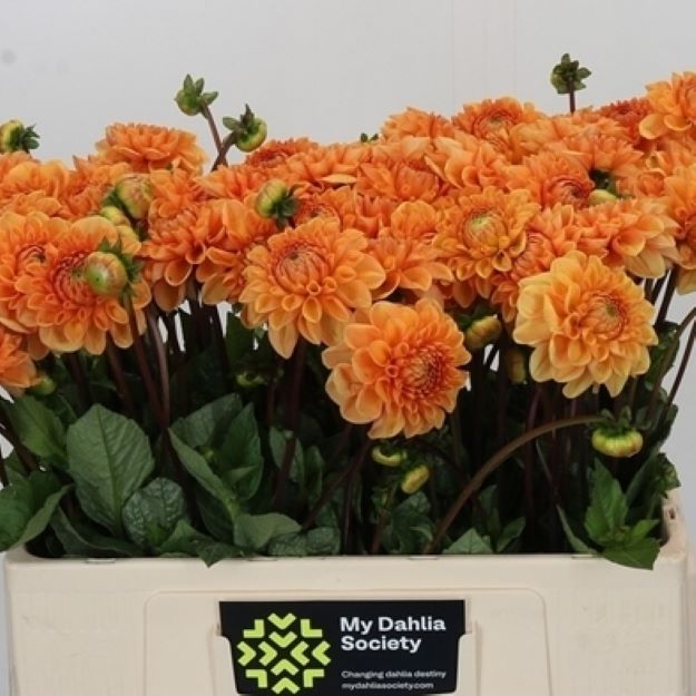 Dahlia Sylvia 55cm003