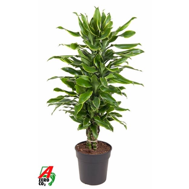 Dracaena fragrans Golden Coast 24Ø 110cm 1pp