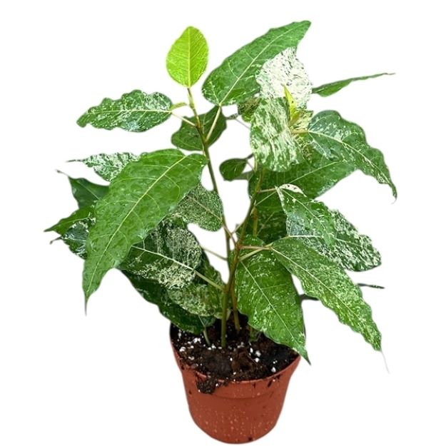 Ficus Snowstorm 14Ø 35cm 1pp
