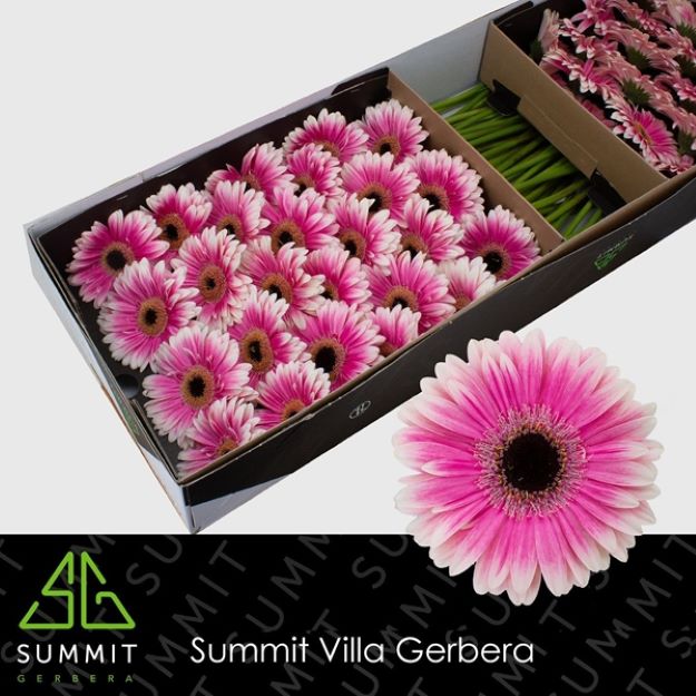 Gerbera gr prelude box 45cm