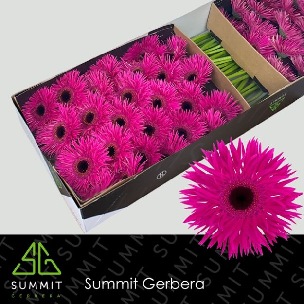 Gerbera gr spider nola box 50cm
