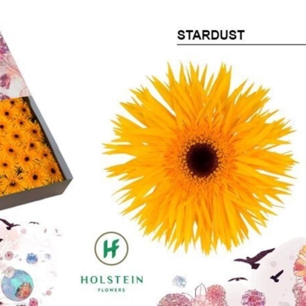 Gerbera gr stardust box 45cm00