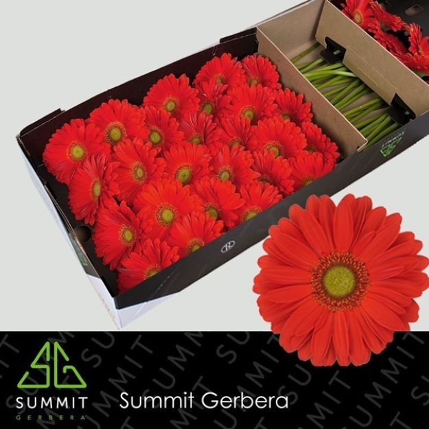 Gerbera gr tangerine box 45cm