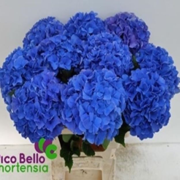 Hydrangea royal parade 60cm Ø18-2000