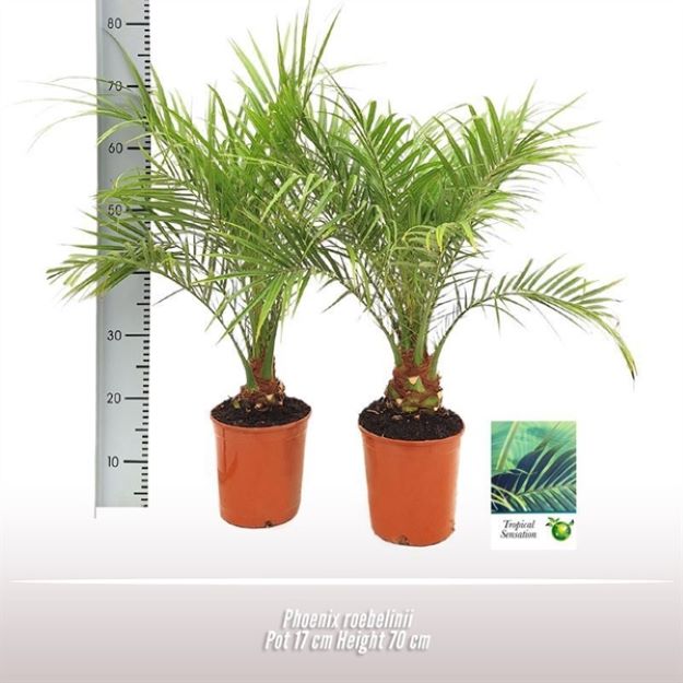 Phoenix roebelenii 17Ø 70cm