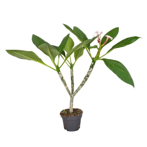 Plumeria rubra Hawaiian Pearl 17Ø 75cm