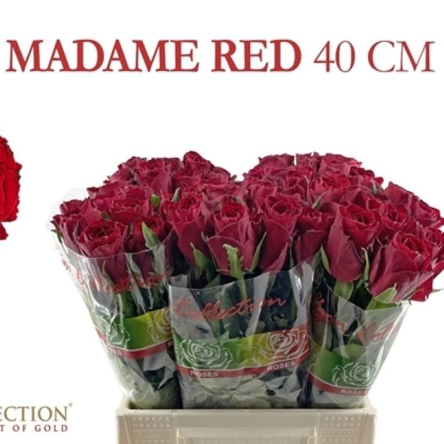 Rosa gr madam red 40cm 2-300
