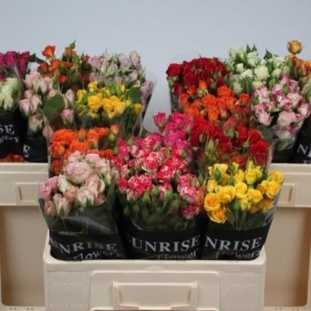 Rosa tr mixed in bucket 50cm 4+FL00