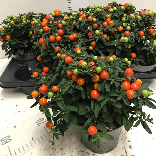 Solanum pseudocapsicum