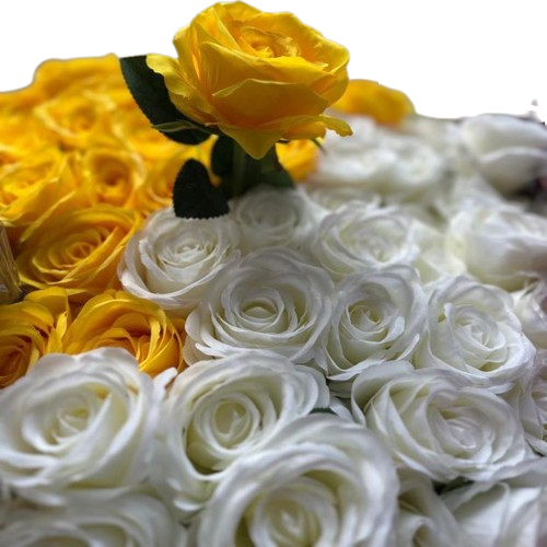 bele_i_zute-removebg-preview