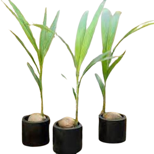 cocos_nucifera_dwarf_golden_malay33-removebg-preview