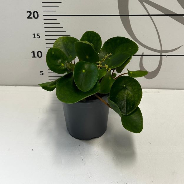 pilea