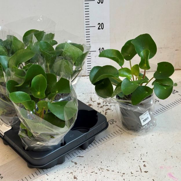 pilea