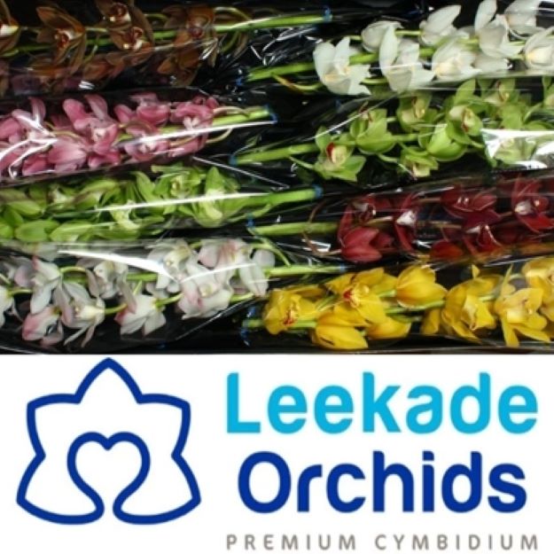 Cymb (mini) mixed 70cm00