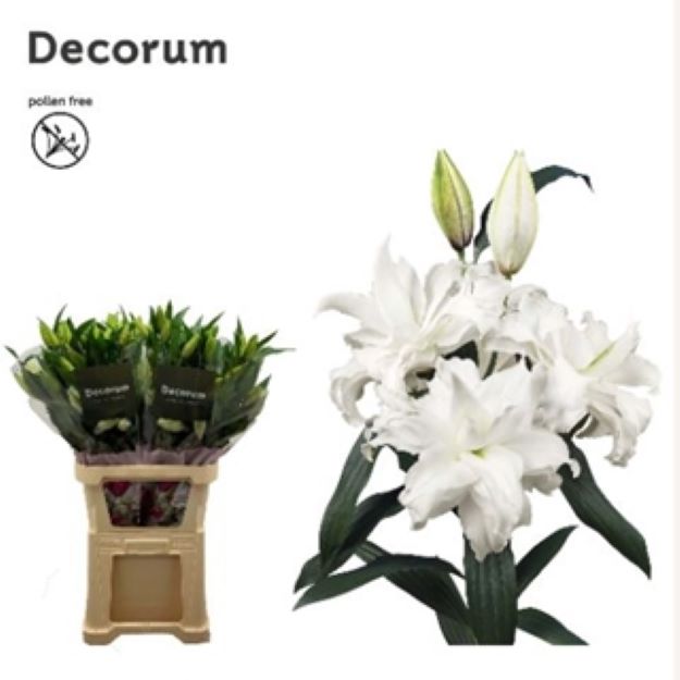 Lillium or roselil angela 100cm 4-5FL 1