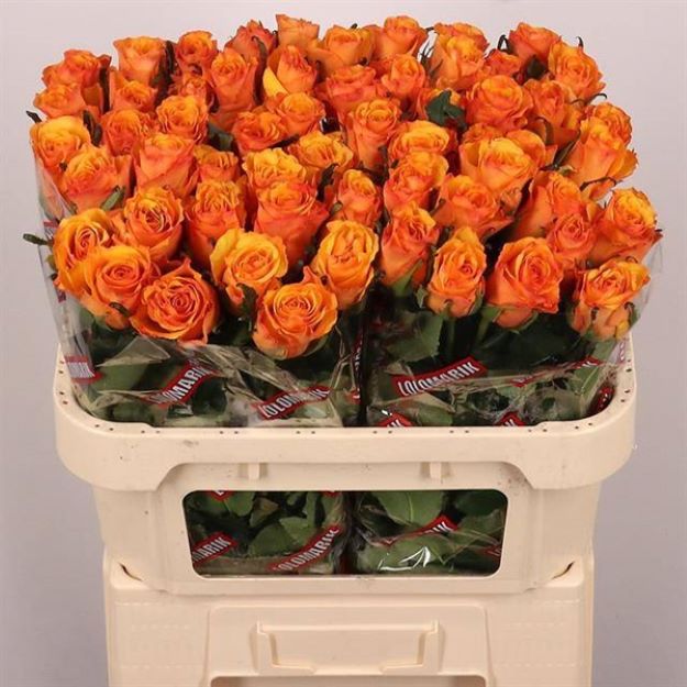 Rosa gr tycoon 70cm 2-3