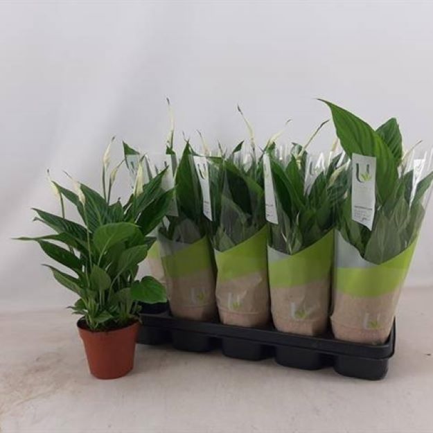 Spathiphyllum Torelli 12Ø 40cm 3fl00
