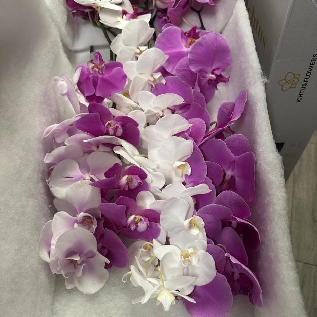 phalaenopsis mix