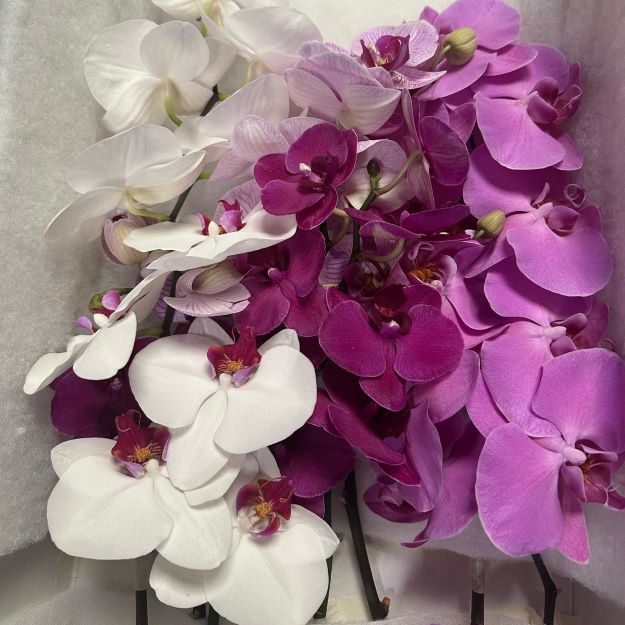 phalaenopsis mix2,