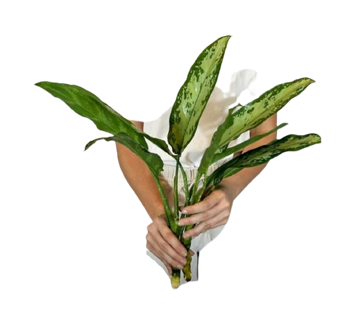 Aglaonema-removebg-preview