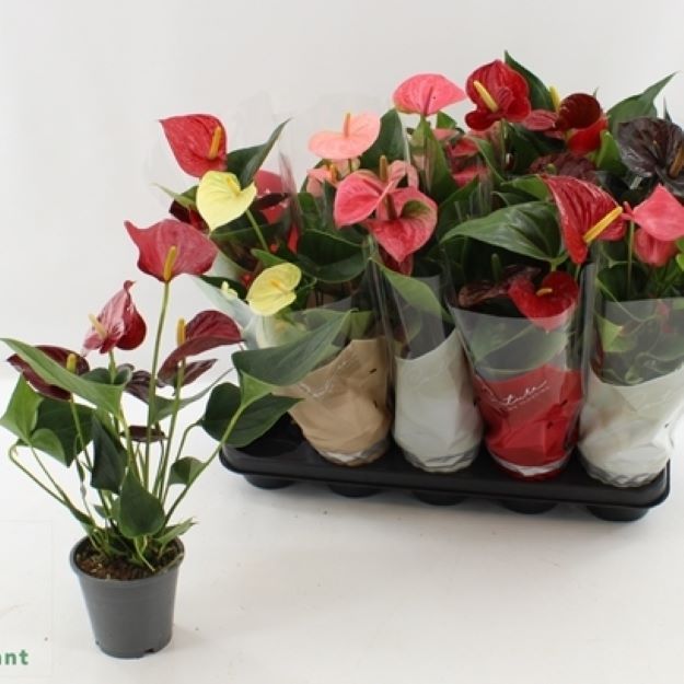 Anthurium Andreanum mix 4 colors00