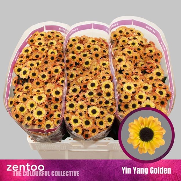 Chr santini yin yang golden 1100gr 55cm