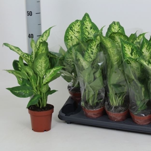 Dieffenbachia Compacta 12Ø 40cm00