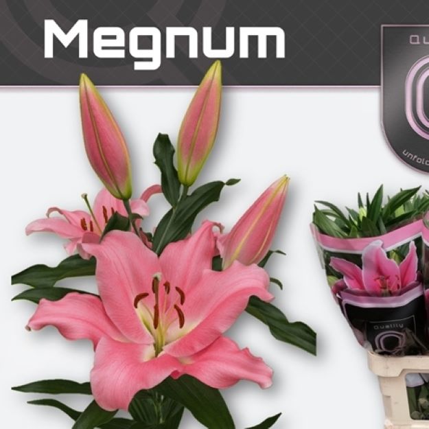Lillium ot megnum 100cm 5+FL 100