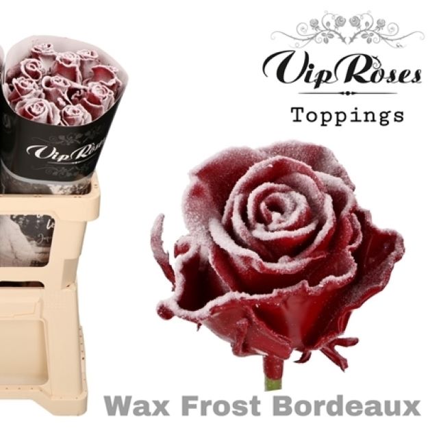 Rosa gr VIP waxed frost bordeaux 60cm00