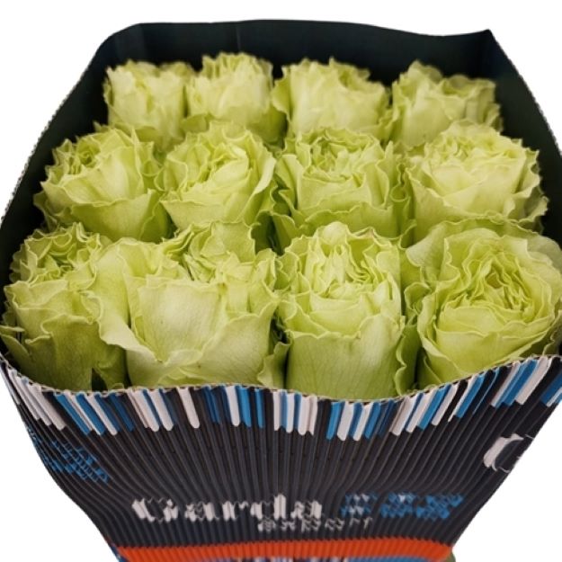 Rosa gr lemonade x25 (ec) 50cm00