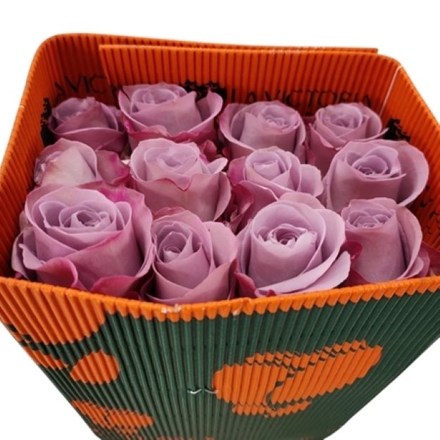 Rosa gr star platinium x25 (ec) 70cm00