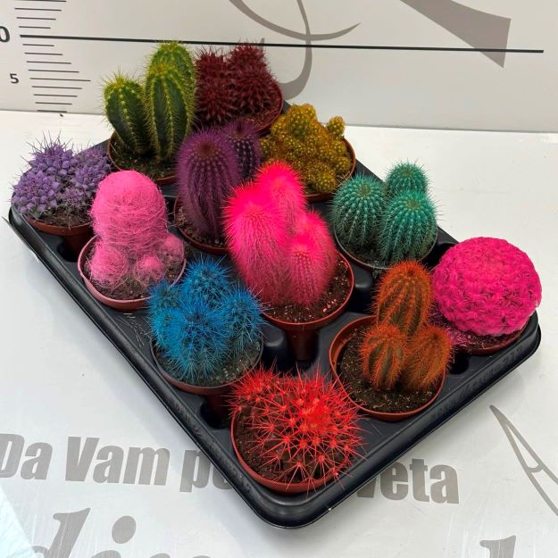 cactus 12cm