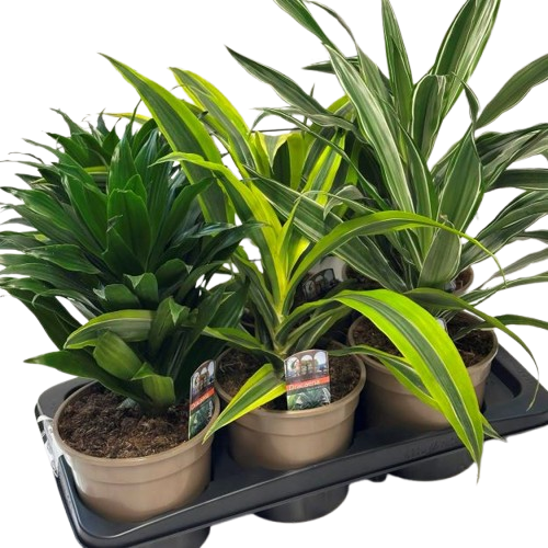 dracaena_mix_1-removebg-preview