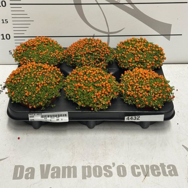 nertera orange