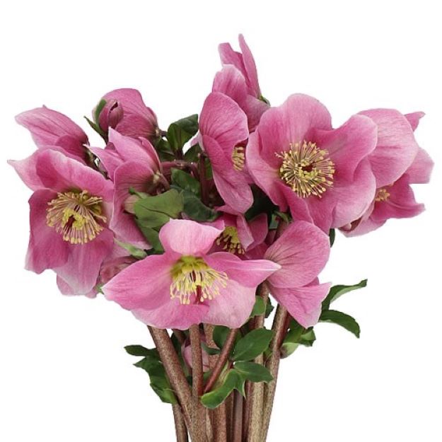 HELLEBORES-AARENDELLE-BELLA-PINK-40cm-2