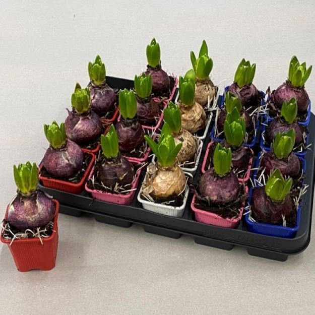 Hyacinthus orientalis mix 7Ø 15cm 1pp0