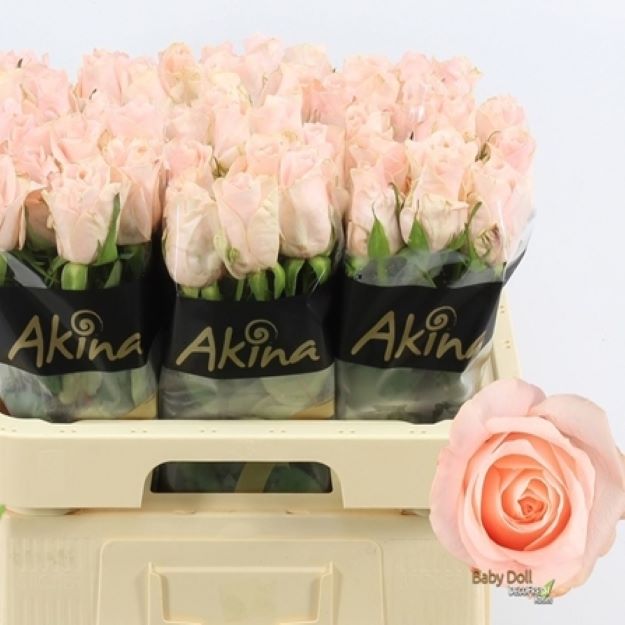 Rosa gr baby doll 60cm 2-300