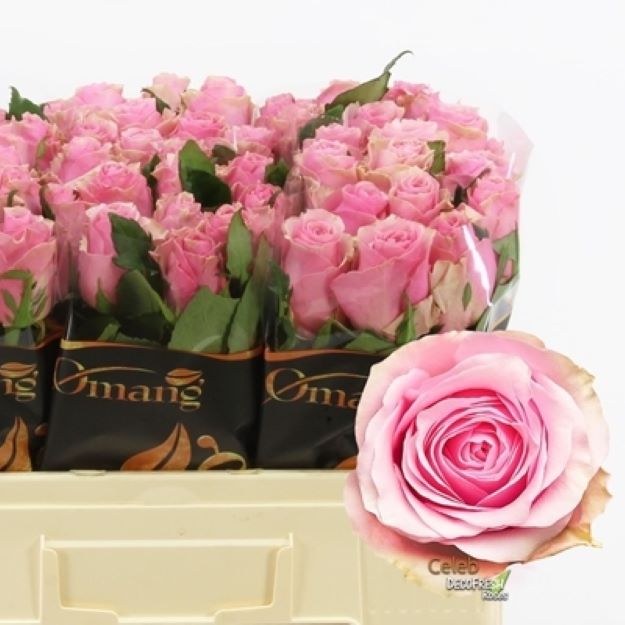 Rosa gr celeb 50cm 2-300