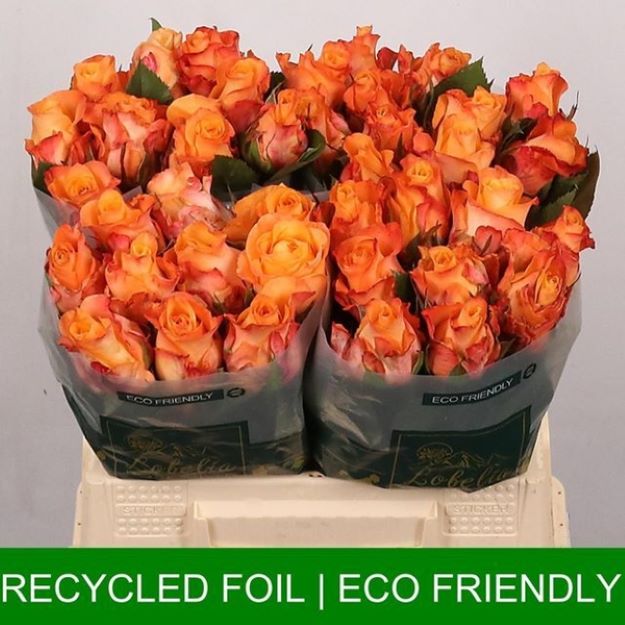 Rosa gr monalisa+ 40cm 2-3