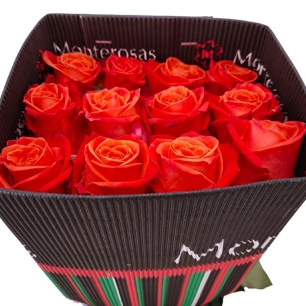 Rosa gr orange crush x25 (ec) 50cm00