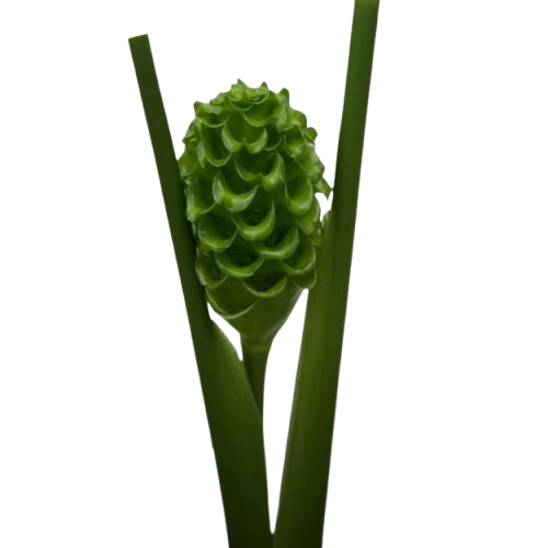 calathea_green_ice-removebg-preview