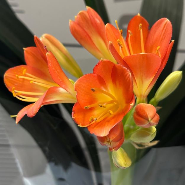 clivia cvet