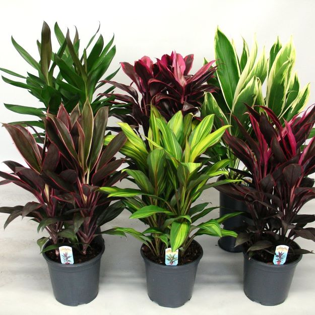 cordyline mix