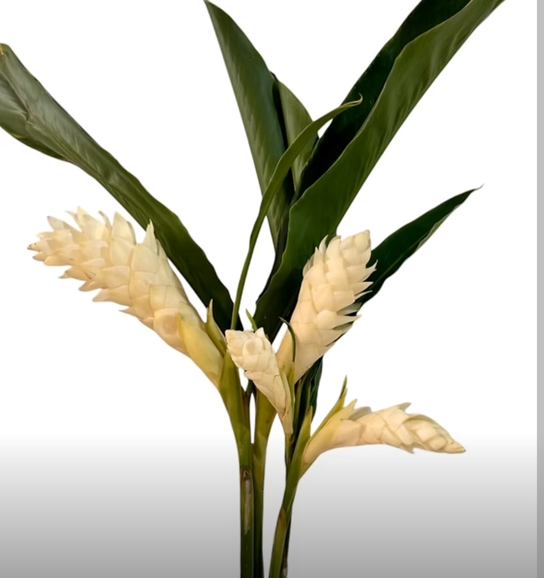 ginger white